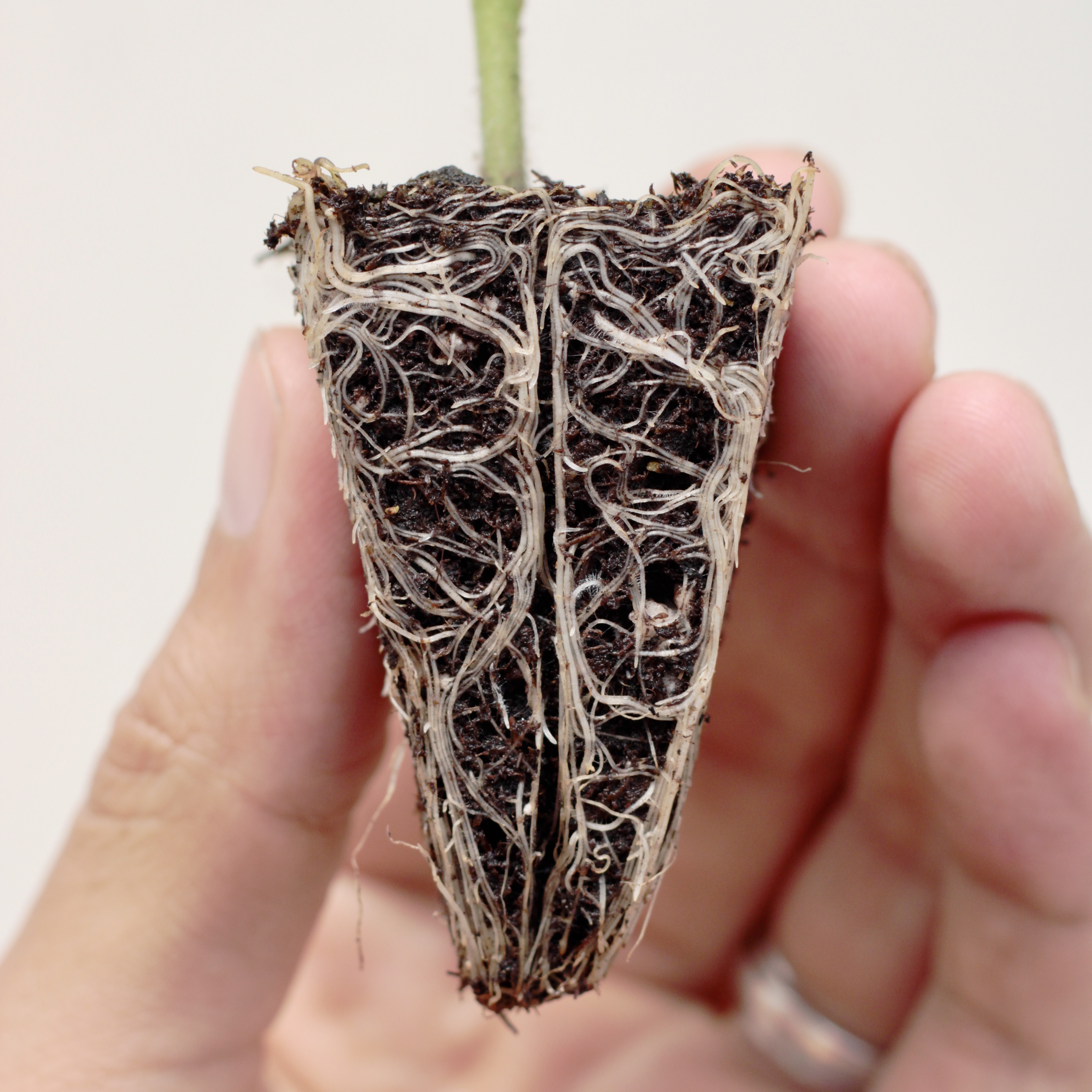 Sistema radicular vigoroso de planta injertada de tomate de riñón